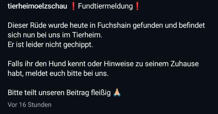 Entlaufene, Gefundene und Vermisste Hunde-Beitrag-Bild