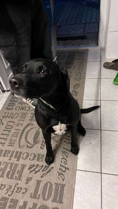 Entlaufene, Gefundene und Vermisste Hunde-Beitrag-Bild