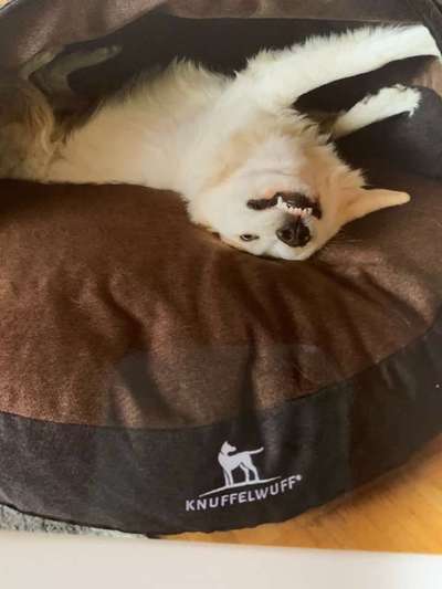 Dein Hund im Dogorama-Kalender 2021-Beitrag-Bild