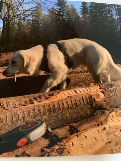 Dein Hund im Dogorama-Kalender 2021-Beitrag-Bild