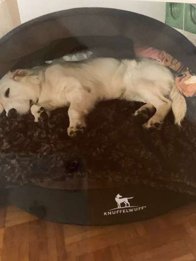 Dein Hund im Dogorama-Kalender 2021-Beitrag-Bild