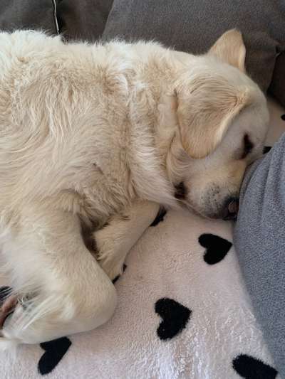 Wo sind die Golden Retriever Liebhaber?-Beitrag-Bild