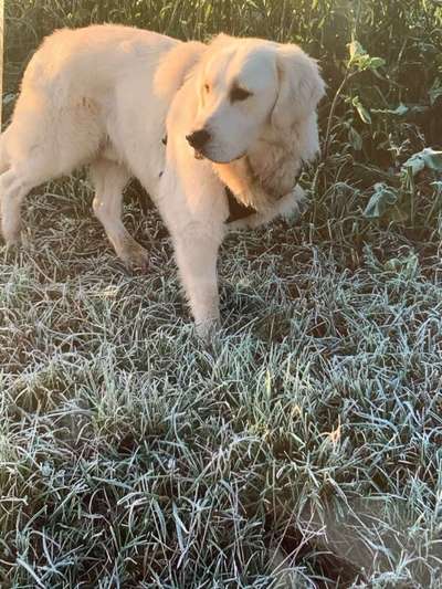 Dein Hund im Dogorama-Kalender 2021-Beitrag-Bild