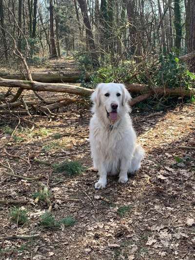 Wald Bild-Beitrag-Bild