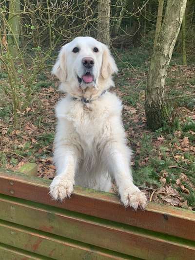 Dogorama Photo Challenge - Der Frühling kommt-Beitrag-Bild