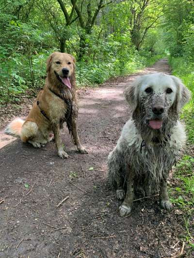 Wo sind die Golden Retriever Liebhaber?-Beitrag-Bild