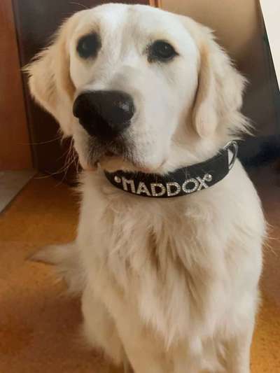 Dein Hund im Dogorama-Kalender 2021-Beitrag-Bild