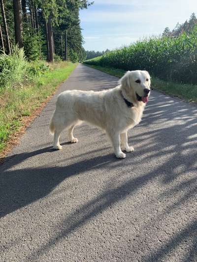 Wo sind die Golden Retriever Liebhaber?-Beitrag-Bild