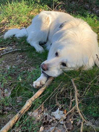 Dein Hund im Dogorama-Kalender 2021-Beitrag-Bild