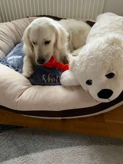 Dein Hund im Dogorama-Kalender 2021-Beitrag-Bild