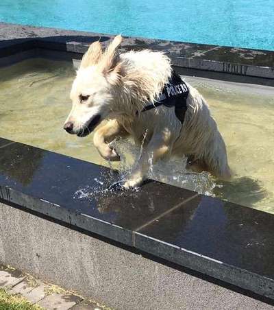 Dein Hund im Dogorama-Kalender 2021-Beitrag-Bild