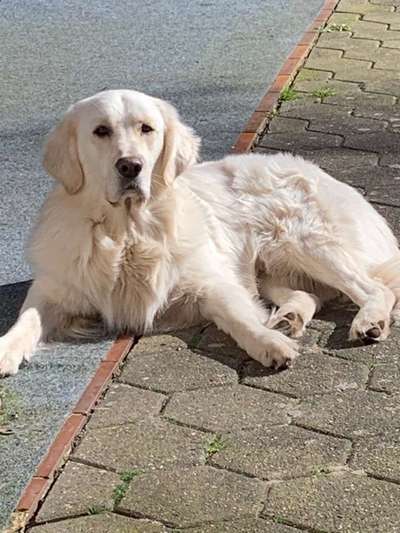 Dein Hund im Dogorama-Kalender 2021-Beitrag-Bild