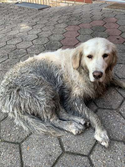 Wo sind die Golden Retriever Liebhaber?-Beitrag-Bild