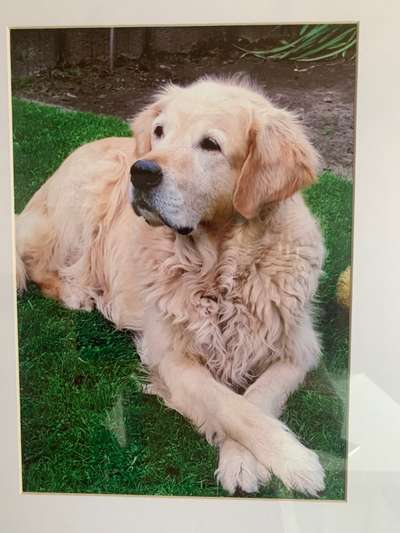 Unsere Fellnasen im Regenbogenland-Beitrag-Bild