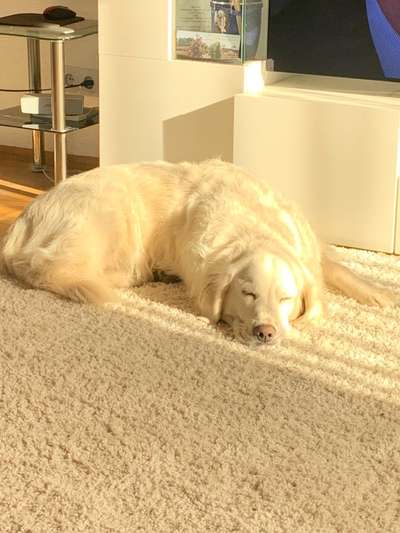 36. Handy Foto Challenge - Sonnenanbeter-Beitrag-Bild