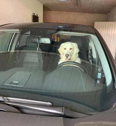 Die Dogorama Wochen Challenge-Beitrag-Bild