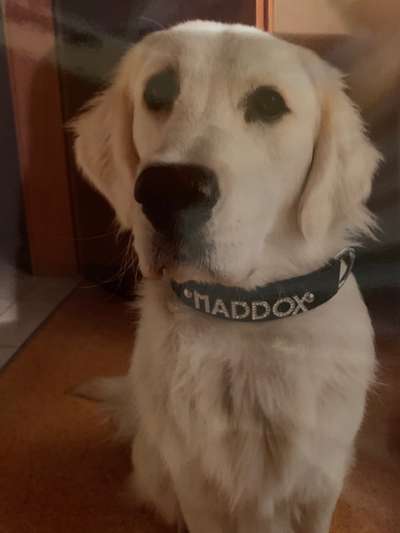 Wer macht Hundehalsbänder selber?-Beitrag-Bild