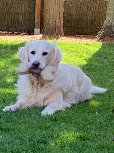 Dogorama Photo Challenge - Portrait-Beitrag-Bild