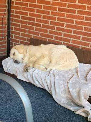 Dein Hund im Dogorama-Kalender 2021-Beitrag-Bild