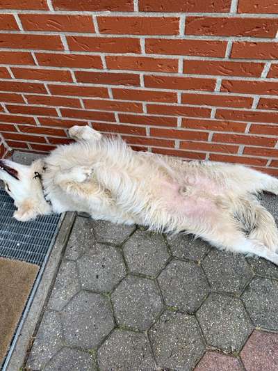 Die Dogorama Wochen Challenge-Beitrag-Bild