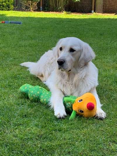 Dein Hund im Dogorama-Kalender 2021-Beitrag-Bild