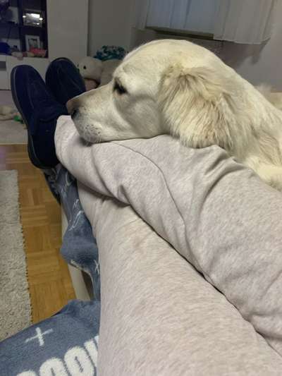 Vertrauen zwischen Hund und Halter-Beitrag-Bild