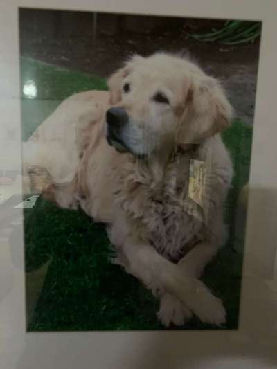 Regenbogenbrücke-Beitrag-Bild