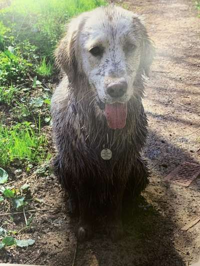 Wo sind die Golden Retriever Liebhaber?-Beitrag-Bild