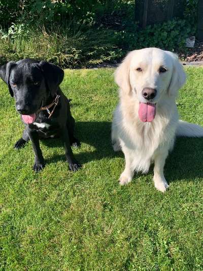 Bester Freund, Hundekumpel - zeigt her!-Beitrag-Bild