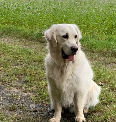 FOTOCHALLENGE 72 - Glücklicher Hund im Schmuddel-Look-Beitrag-Bild