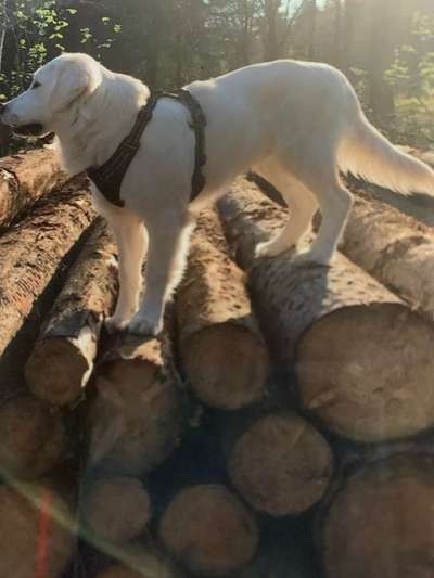 Dein Hund im Dogorama-Kalender 2021-Beitrag-Bild