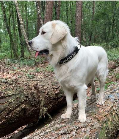 Dogorama Photo Challenge - Tre Chic!-Beitrag-Bild