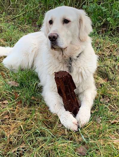 Zeigt mal die schönsten Bilder von euren Hunden !-Beitrag-Bild