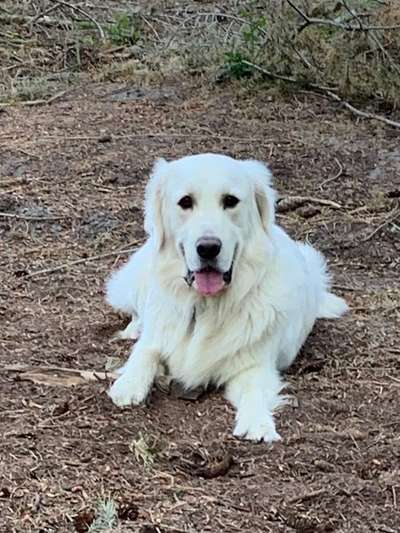 Dein Hund im Dogorama-Kalender 2021-Beitrag-Bild