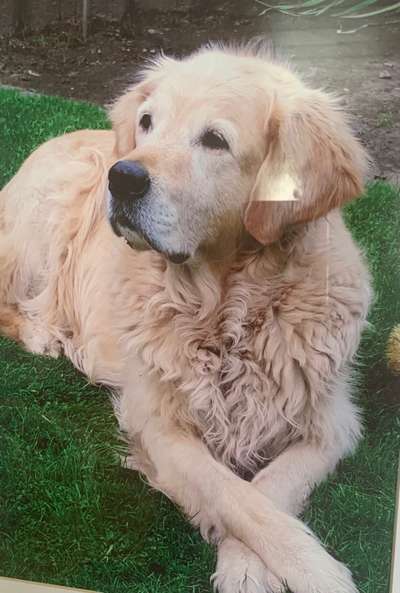 Wo sind die Golden Retriever Liebhaber?-Beitrag-Bild