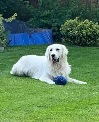 Dein Hund im Dogorama-Kalender 2021-Beitrag-Bild