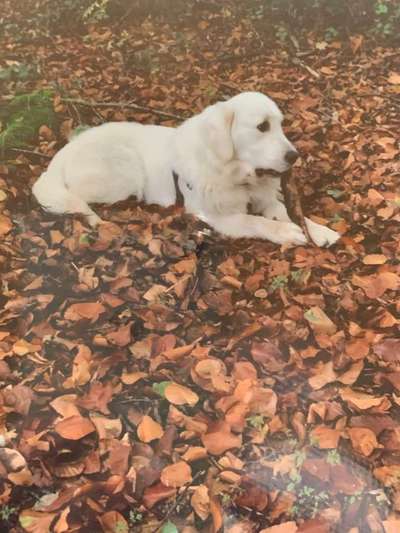 Dein Hund im Dogorama-Kalender 2021-Beitrag-Bild