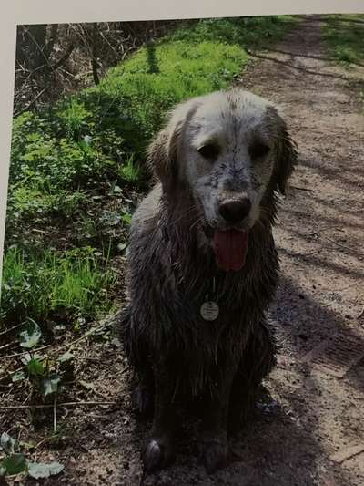 FOTOCHALLENGE 72 - Glücklicher Hund im Schmuddel-Look-Beitrag-Bild