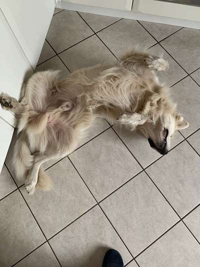 Dein Hund im Dogorama-Kalender 2021-Beitrag-Bild