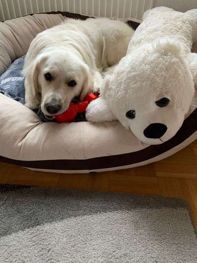 Dein Hund im Dogorama-Kalender 2021-Beitrag-Bild