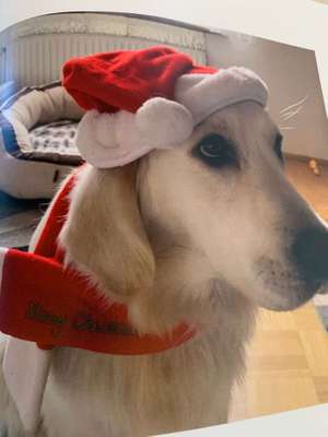 Dein Hund im Dogorama-Kalender 2021-Beitrag-Bild