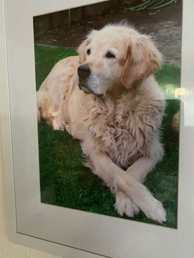 Wo sind die Golden Retriever Liebhaber?-Beitrag-Bild