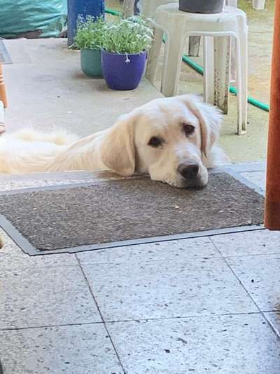 Dein Hund im Dogorama-Kalender 2021-Beitrag-Bild