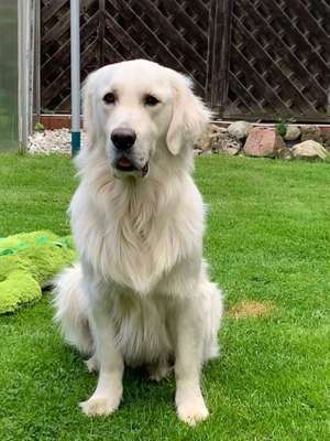 Dein Hund im Dogorama-Kalender 2021-Beitrag-Bild