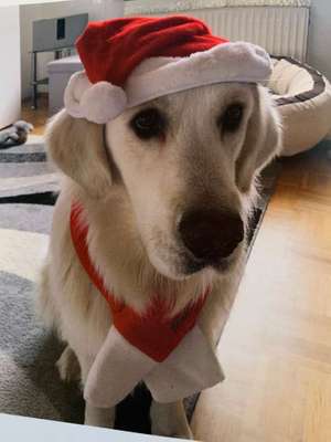 Dein Hund im Dogorama-Kalender 2021-Beitrag-Bild