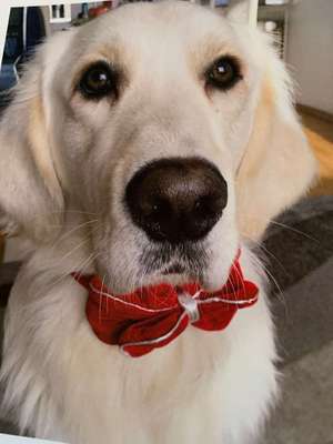 Dein Hund im Dogorama-Kalender 2021-Beitrag-Bild