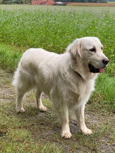 Wo sind die Golden Retriever Liebhaber?-Beitrag-Bild