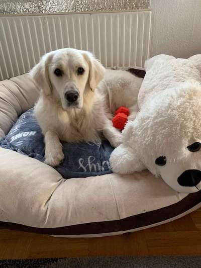 Dein Hund im Dogorama-Kalender 2021-Beitrag-Bild