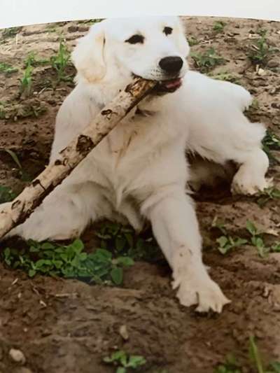 Dein Hund im Dogorama-Kalender 2021-Beitrag-Bild