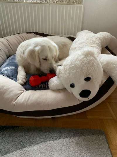 Dein Hund im Dogorama-Kalender 2021-Beitrag-Bild